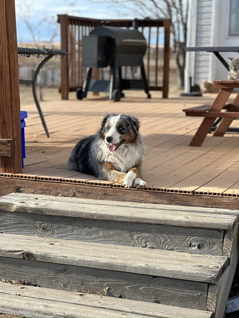 Australian Shepherd on the farm