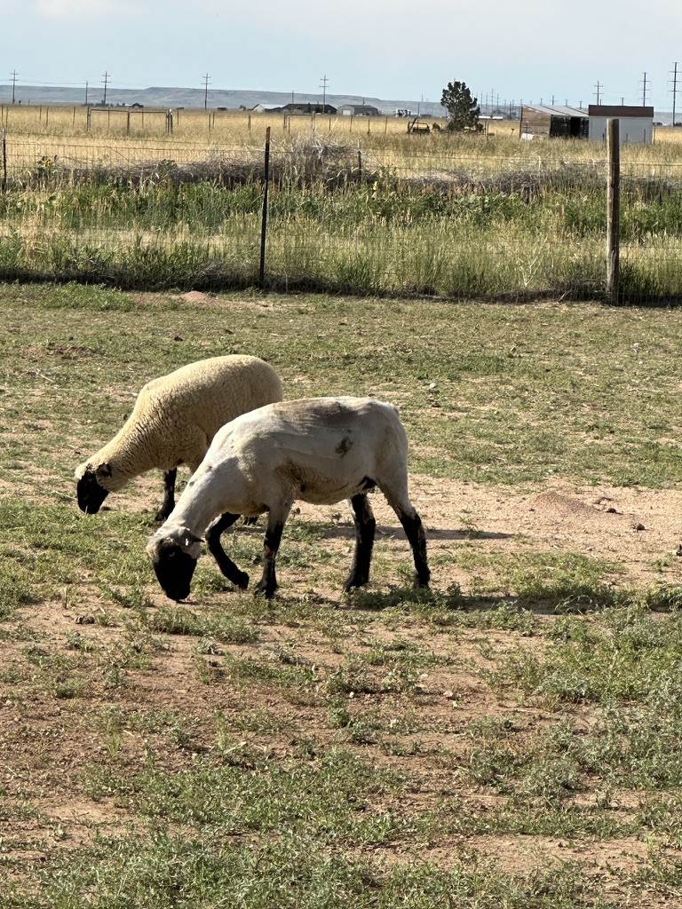 Sheep grazing on the Colorado range