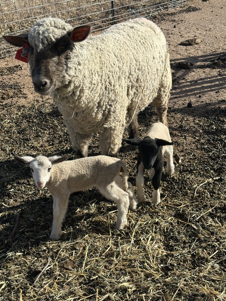 Ewe with twin lambs